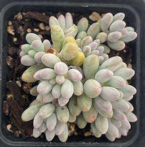 Sedum Baby's Finger