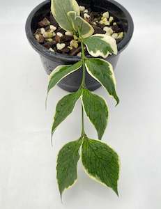 VARIEGATED HOYA POLYNEURA - Variegated Hoya Fishtail