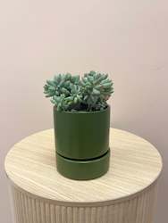 Succulent in pot