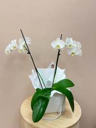 Phalaenopsis Orchid Plants