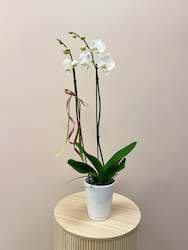 Potted Orchid