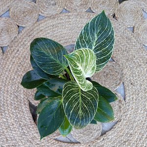 Philodendron Birkin