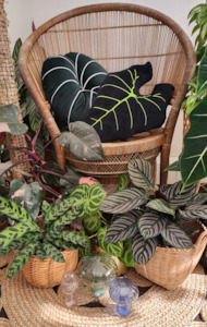 Plant, garden: Leaf Cushions