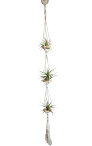 Plant, garden: Macrame Air Plant holder