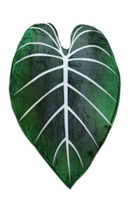 Plant, garden: Leaf Throw