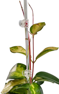 Clear acrylic plant supports