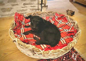 Pet Basket Size 5 (largest)