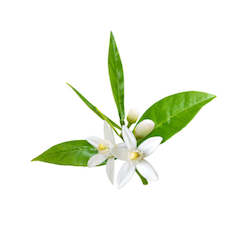 Neroli Essential Oil 5ML