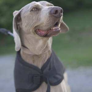 dog coat: Waterproof Canvas Shell Dog Coat