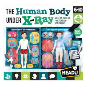 The Human Body under X-Ray