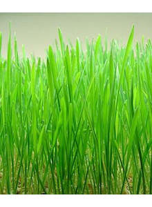 Wheatgrass seeds 1KG or 3KG bulk NZ grown