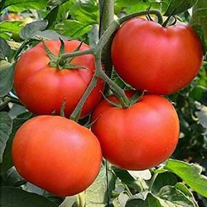 Tomato (Beefsteak) seeds $3.50