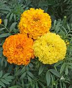 Internet only: Marigold (African) seeds $3.50