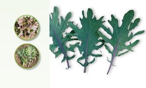 Internet only: Red Russian Kale seeds. 100gm or 600gm (Great for the eyes & heart)