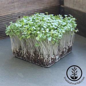 Kohlrabi -white microgreen seeds.  100gm or 600gm (Great for the heart)