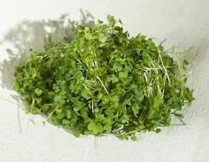 Mustard lettuce seeds:  100gm