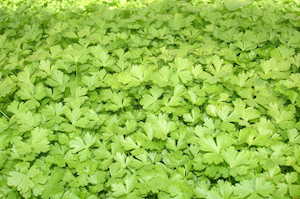 Parsley microgreens 50gm