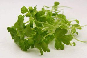 Internet only: Celery tips for microgreens 50G