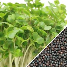 Green Broccoli (NZ) seeds:  100gm or 600gm