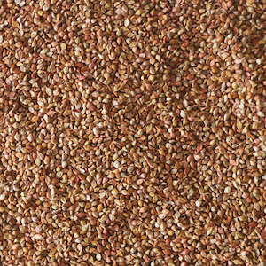 Japanese Millet