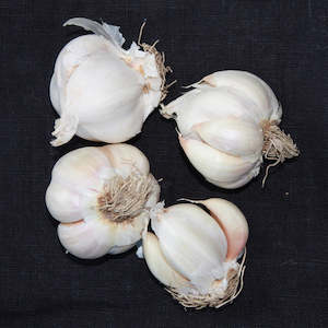 Seed wholesaling: Printanor Garlic