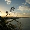 Single square photo block - matakana island harakeke