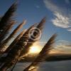 Single square photo block - matakana island toetoe