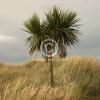 Single square photo block - cabbage tree