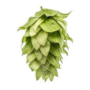 Hop growing: NZ Chinook