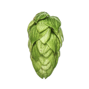 Hop growing: NZ Fuggle