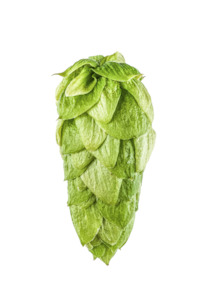 Hop growing: Superdelic™