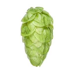 Hop growing: Dr. Rudi