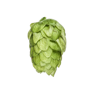 Hop growing: Wakatu™