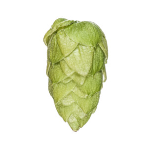 Hop growing: Riwaka™