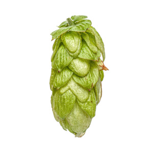 Hop growing: NZ Southern Cross™