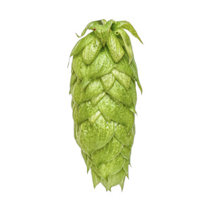 Hop growing: Nelson Sauvin™