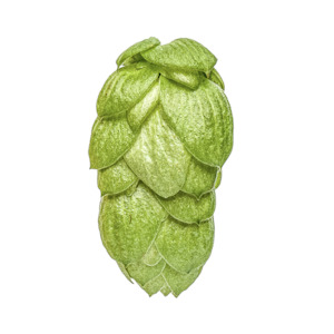 Hop growing: Green Bullet™