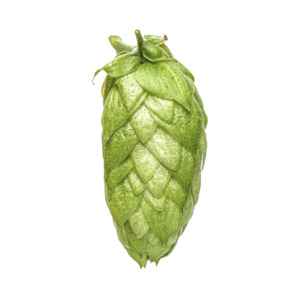 Hop growing: Waimea™