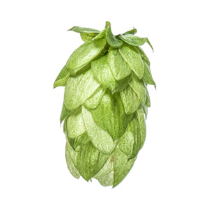 Hop growing: Wai-iti™