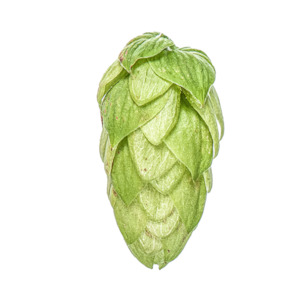 Hop growing: Taiheke®