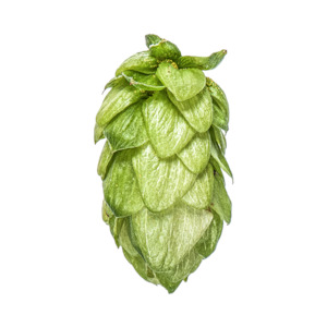 Hop growing: Pacifica™