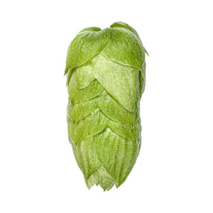 Hop growing: Pacific Gem™