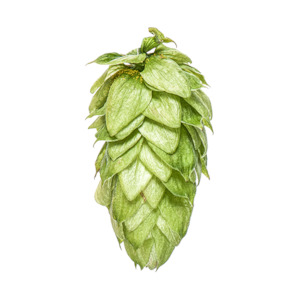 Hop growing: Motueka™