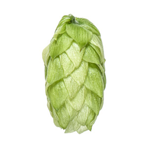 Hop growing: Kohatu®