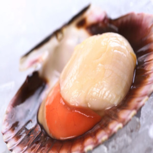 Live Scallops