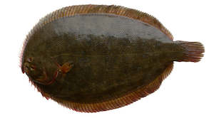 Fresh Seafood: Fresh Chill Turbot