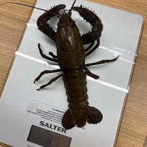 Live Seafood: Freshwater Crawfish