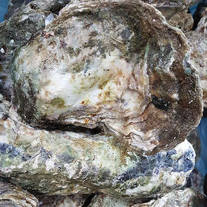 Fresh Seafood: Live Whole Shell Pacific Oysters - Jumbo