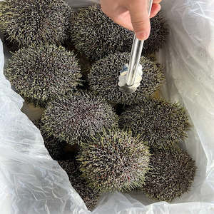 Fresh Live Whole Kina - sea urchin - coming soon