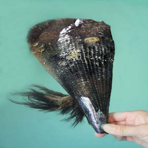 Live Seafood: Live Whole Horse Mussel - Jumbo